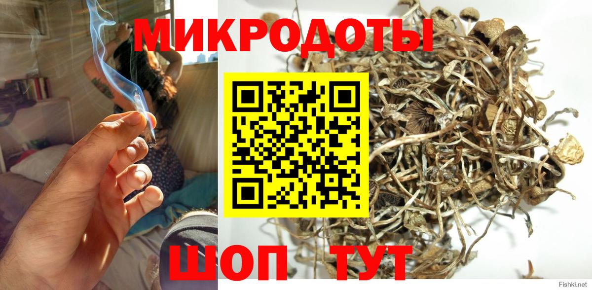 Гатчина  Псилоцибиновые грибы Psilocybe  Вход с VPN 